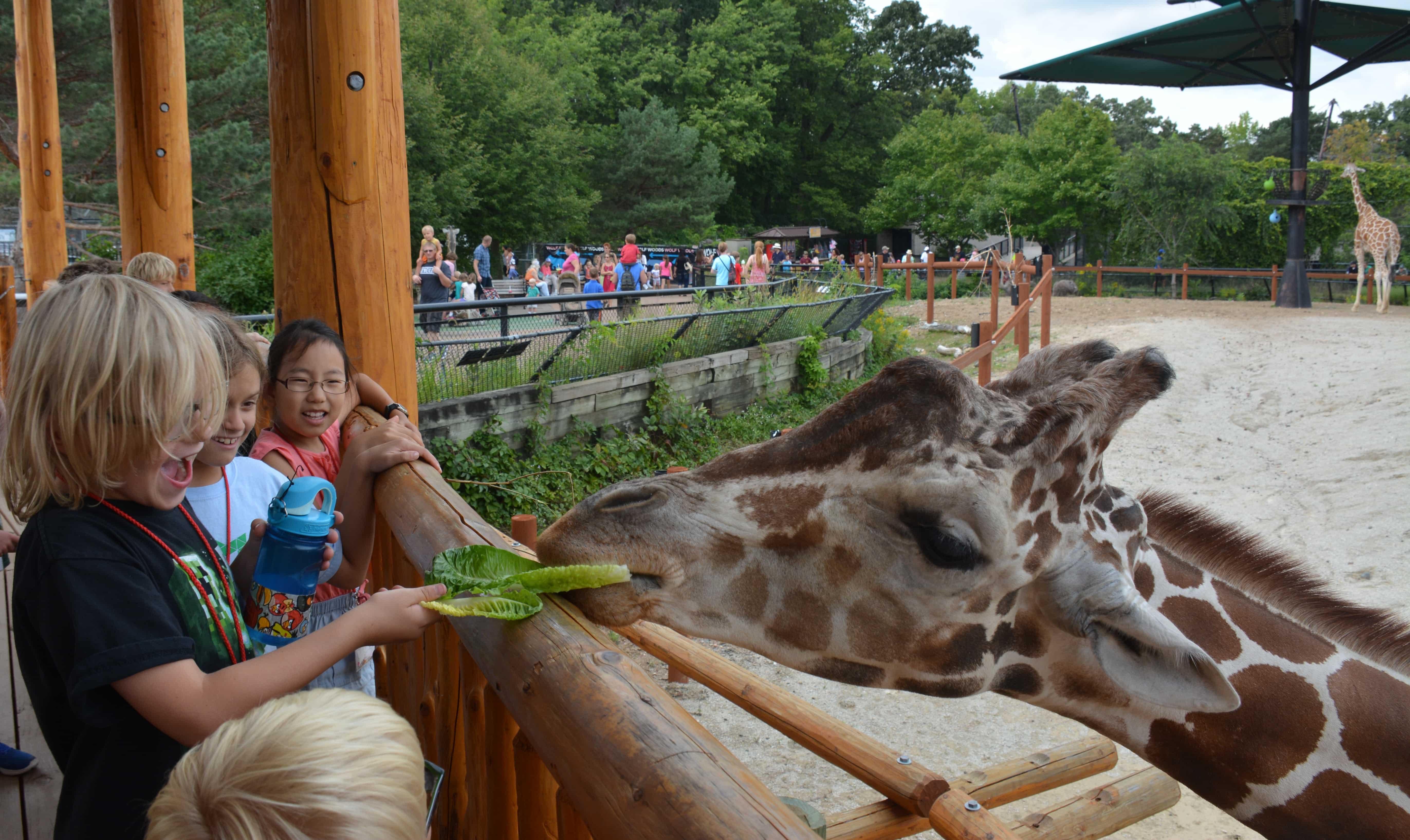 giraffe eating a leaf from a kids hand