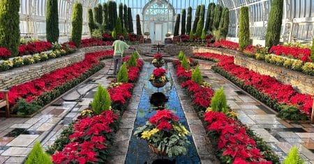 glass room full of red poinsettias. Man watering in the distance