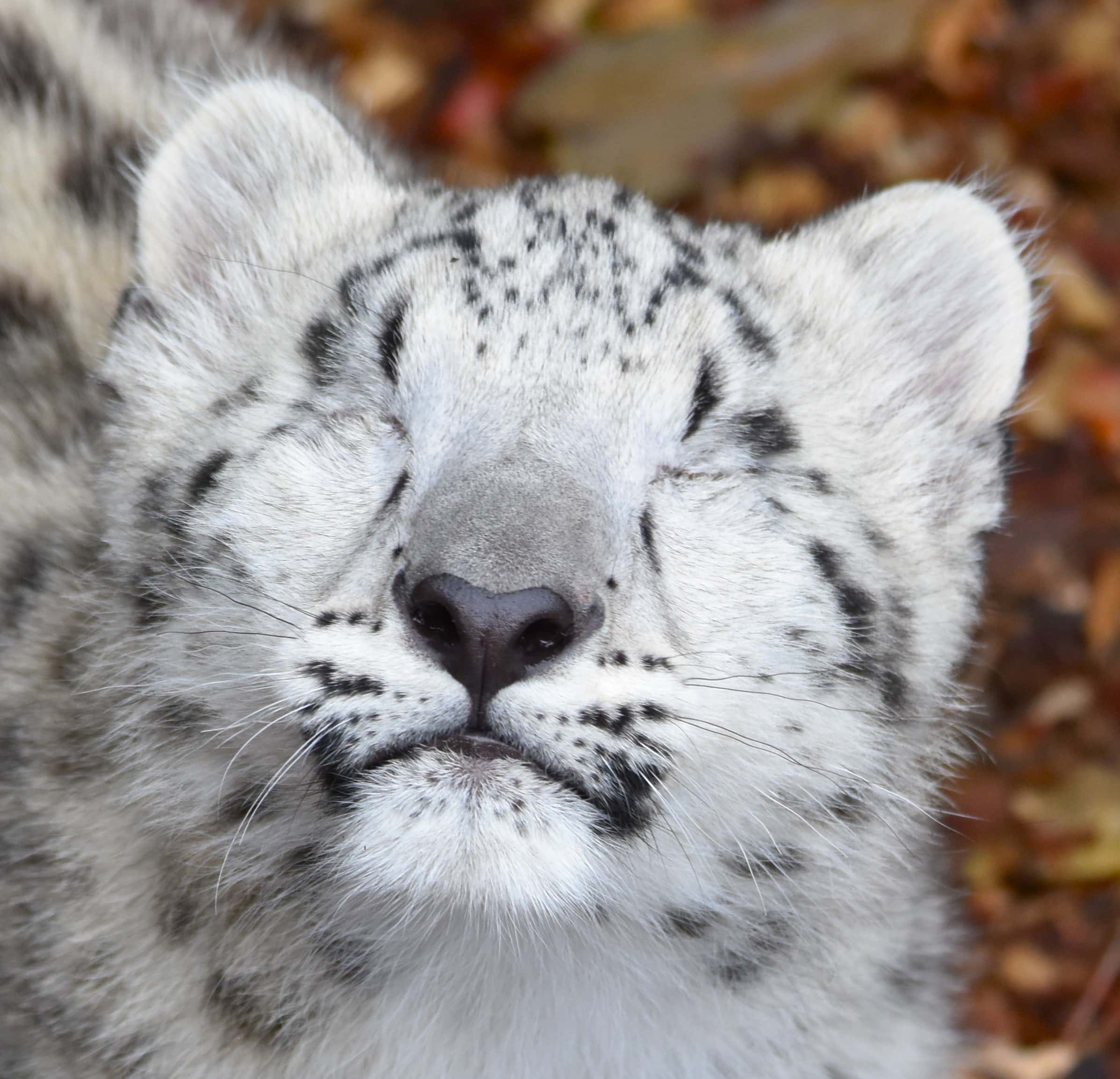 Willow, Como's baby Snow Leopard, makes her public debut! - Como Zoo  Conservatory