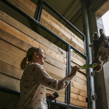 woman standing by wood barrier feeding a giraffe