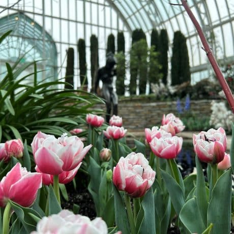 Up close to several pink and white tulips. background is a glass structure