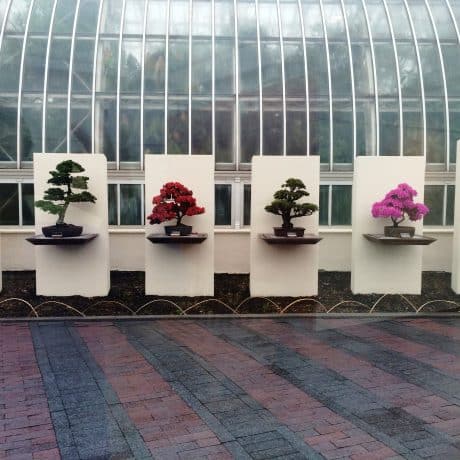 6 bonsai trees in a rom, all on separate platforms. Large glass structure behind them