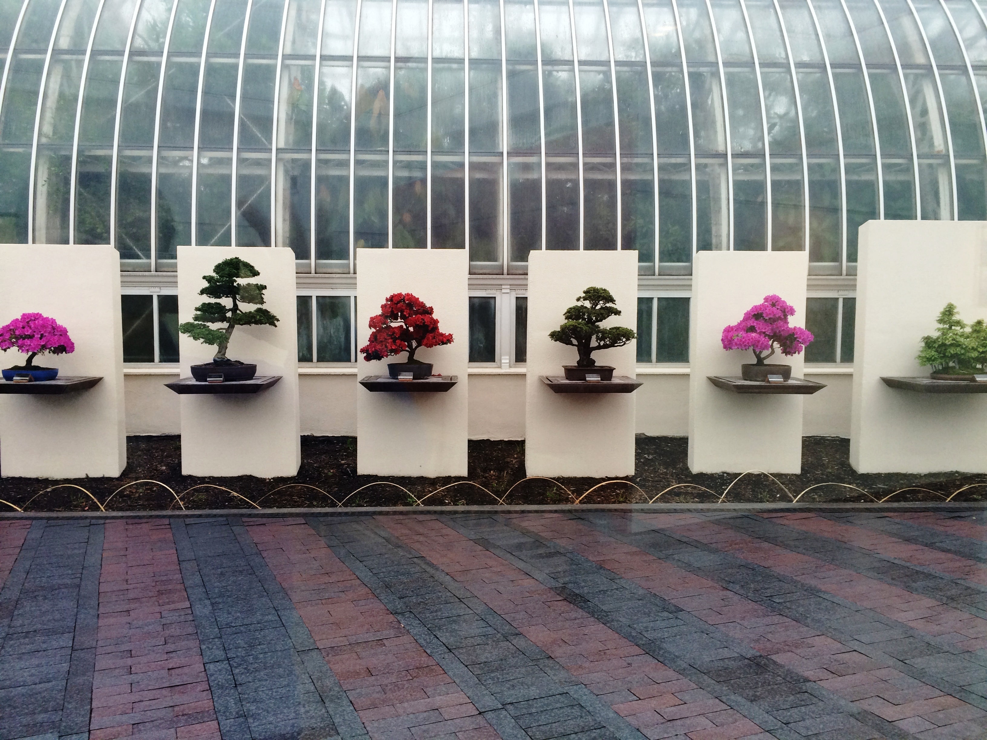 6 bonsai trees in a rom, all on separate platforms. Large glass structure behind them