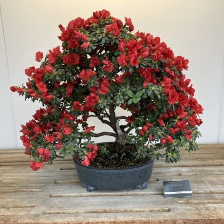 a red bonsai Azalea tree in a pot sitting on a wood platform
