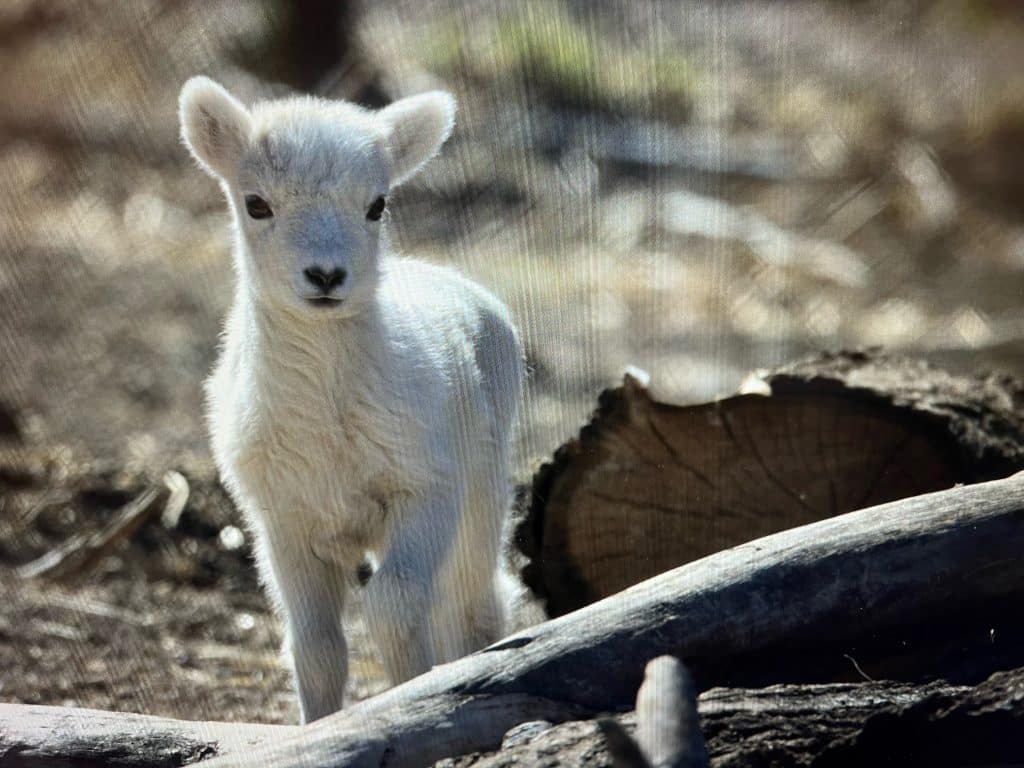 a baby dall sheep standing, looking at the camera