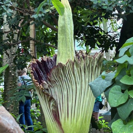 Corpse Flower blooming